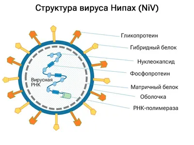 Вирус | Купить настольную игру в магазинах Мосигра