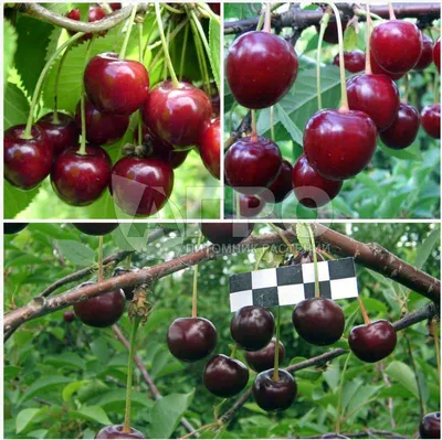 Вяленая вишня – царская ягода для иммунитета - Мир сухофруктов
