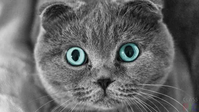 Шотландская вислоухая кошка: уход и кормление | HOME FOOD