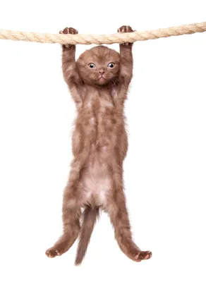 Шотландская вислоухая кошка: особенности породы, поведение, фото | Блог на  VetSpravka.ru