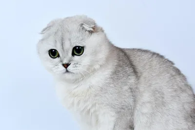 Toshiko - Знаете ли вы, что кошек породы шотландская вислоухая запрещено  разводить в некоторых странах? Этот факт может удивить читателя, потому что  в России порода очень популярна: милые плюшевые котики с очаровательными