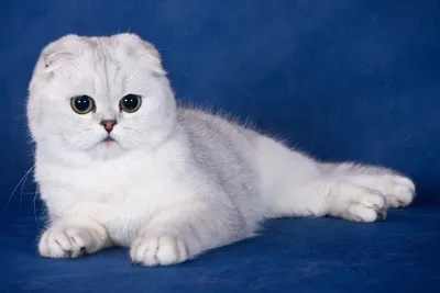 Шотландская вислоухая кошка: порода, особенности, сордержание