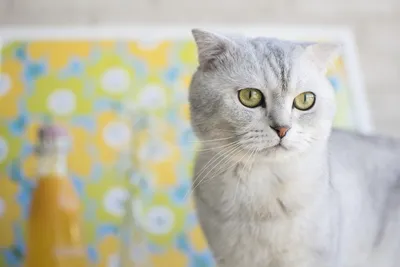 🎄Продаются плюшевые вислоухие котята, ласковые Девочки. 🎄Наш котёнок  станет лучшим другом в вашей семье и вырастет удивительный по… | Instagram