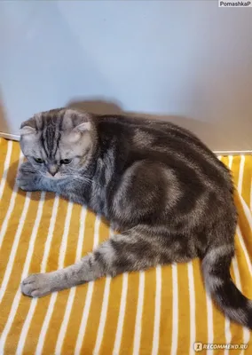 Шотландская вислоухая кошка отдыхает | Премиум Фото