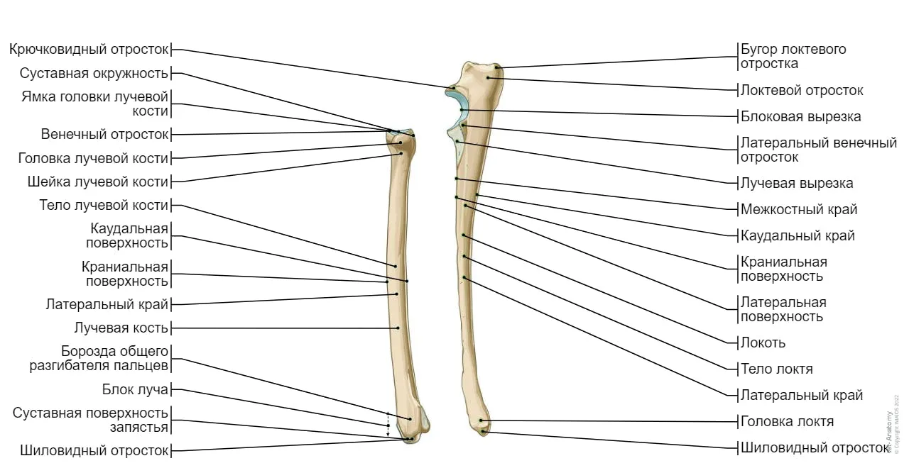 Скелет собаки: иллюстрации: нормальная анатомия | vet-Anatomy