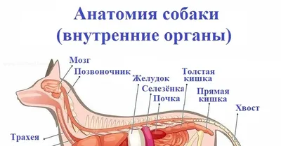 Анатомия собаки | Пикабу