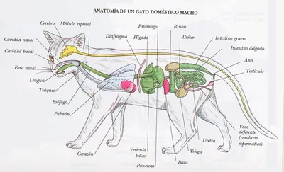 Органов кошки - картинки и фото koshka.top