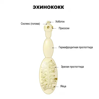 Заболевания подушечек лап у собак: диагностика, симптомы и лечение