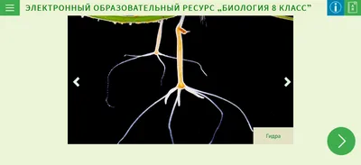 Кости животных анатомия рисунки (48 фото) » рисунки для срисовки на  Газ-квас.ком