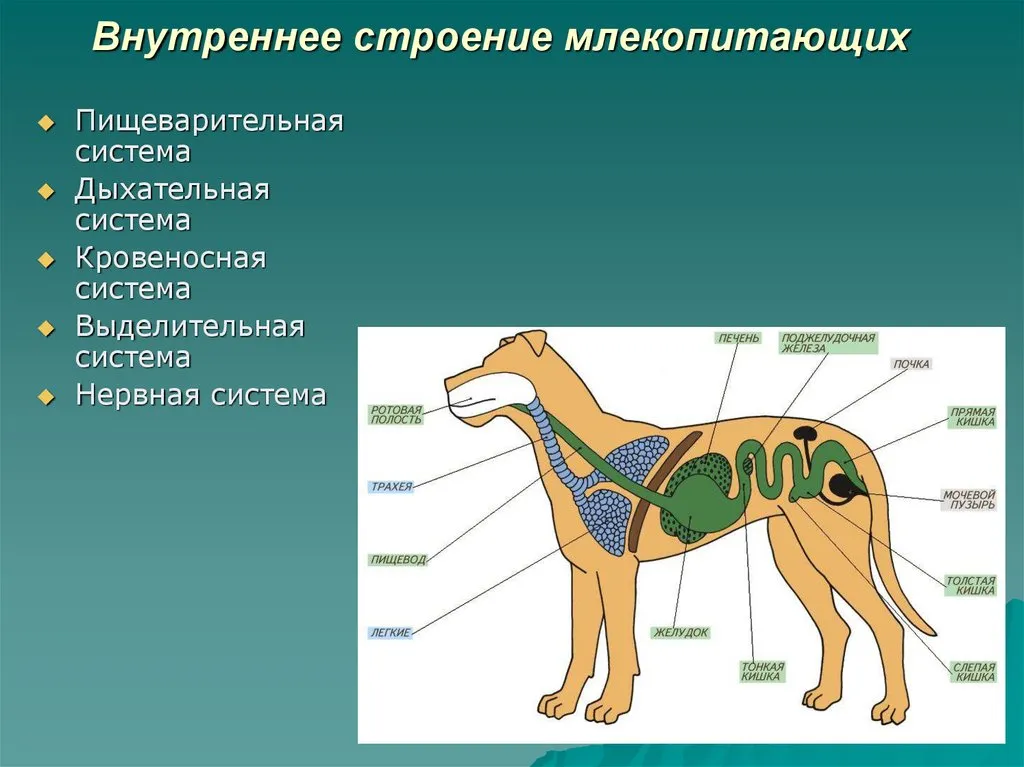 Собака жившая морфологический