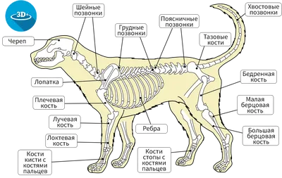 Рисунки млекопитающего собаки (41 фото) »