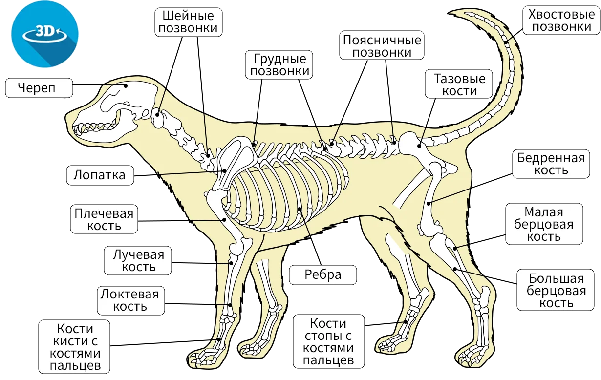 Внутреннее строение млекопитающих кратко. Строение скелета млекопитающих 7 класс биология. Скелет собаки строение биология. Внешнее строение млекопитающих скелет. Внутреннее строение собаки скелет.