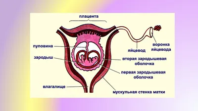 Карточки Бабочки для шнуровки