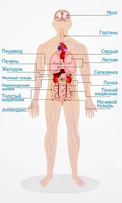Внутренние органы человека картинка фотографии