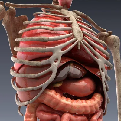 Женская анатомия внутренние органы, вид сзади и спереди . стоковое фото  ©Pixelchaos 255346090