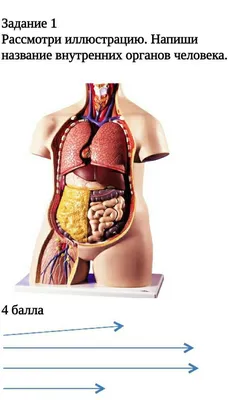 Анатомия человека в картинках - 67 фото