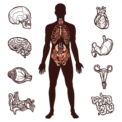 Плакат внутренние части человека – Полимапия