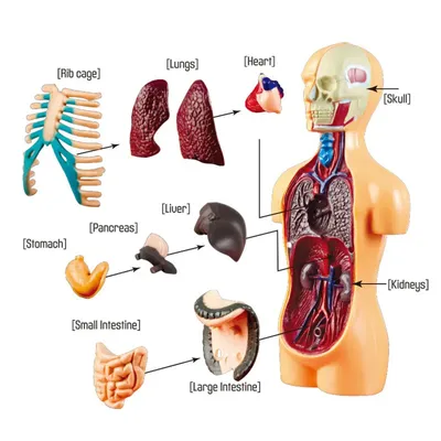 Тела туловища человека модель анатомия, анатомический медицинский внутренние  органы для обучения Съемная развивающие медицинская наука новые модели |  AliExpress