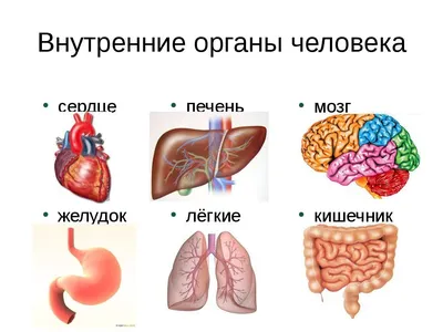 Плакат А1 ламинир. Внутренние органы человека медицинский плакат 610x914 мм  — купить в интернет-магазине по низкой цене на Яндекс Маркете