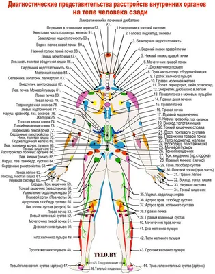 Внутренние органы человека: описание, расположение