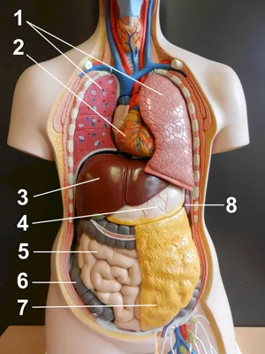 Анатомия человека. Костная, мышечная, кровеносная системы и внутренние  органы (плакат в тубусе) «Читай-город»
