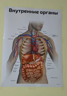 Как расположены внутренние органы человека, фото? | Биологически активные  точки, Рефлексология, Иглоукалывание