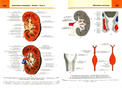 Внутренние Органы Человека Манекене Анатомия Человека стоковое фото  ©borjomi88 195796648