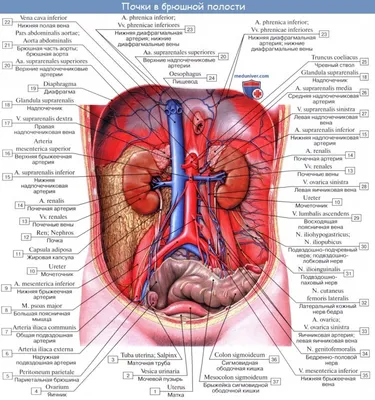 Анатомия человека: атлас. В 3-х томах Том 2 . Внутренние органы Билич Г.Л.,  Крыжановский В.А. 9785970425428