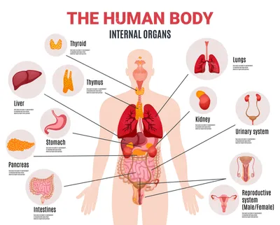 Квинг Внутренние органы человека анатомический плакат 45х61см