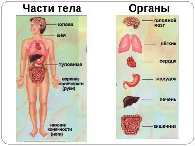 Анатомия человеческого тела. Научная медицинская иллюстрация. Внутренние  органы женщины Иллюстрация вектора - иллюстрации насчитывающей медицинско,  орган: 180846952