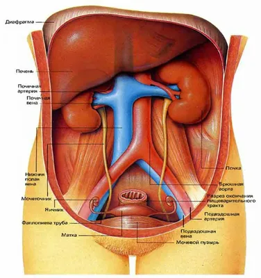 Органы человека: расположение в картинках. Анатомия частей тела | для  здоровья | Постила