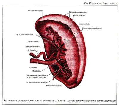 3d Человек Визуализации Анатомия С Указанием Внутренних Органов — стоковые  фотографии и другие картинки Ободочная кишка - iStock