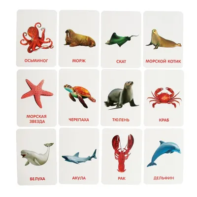 Развивающий набор с карточками «Водные животные», по методике Домана  (4474175) - Купить по цене от 219.00 руб. | Интернет магазин SIMA-LAND.RU