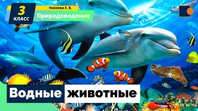 Развивающий набор с карточками «Водные животные», по методике Домана, арт.  4474175 - купить в интернет-магазине Игросити