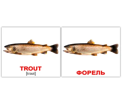 изображение свежей рыбки на белом фоне. водные животные Стоковое  Изображение - изображение насчитывающей жить, жабра: 236642001