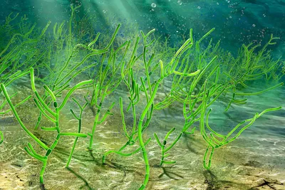 В Китае найдена водоросль возрастом в миллиард лет - Российская газета