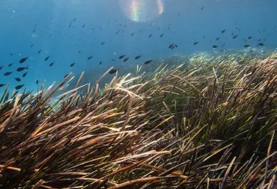 Водоросли для суши - морские водоросли нори для суши | Karakatizza