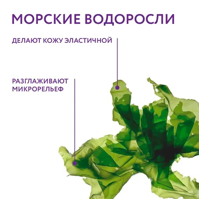 Водоросли в японской кухне: виды съедобных водорослей - Джаз Пицца.