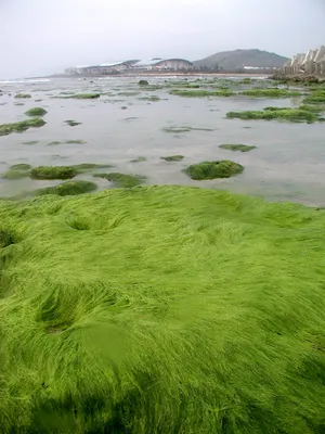 Фукус Водоросли морские 100г купить в Москве по цене от 190 рублей