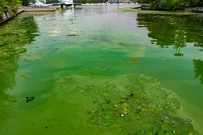 картинки : Водоросли, Зеленый, камень, Приливная зона, Henchun, Тайвань,  Пастбище, природа, Растительность, зеленые водоросли, трава, окружающая  среда, болотный, Природный ландшафт, Приливные болота, болото, периодически  затопляемое морской водой ...