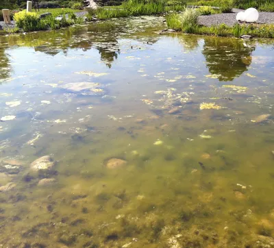 Великое позеленение: китайский пляж атакуют водоросли | Фотогалереи |  Известия