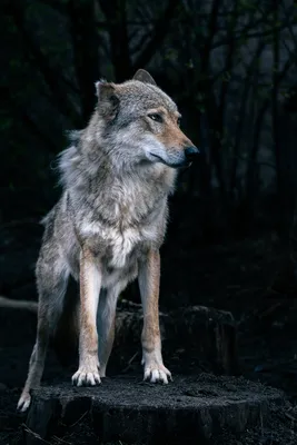 Волчица из Московского зоопарка | Пикабу