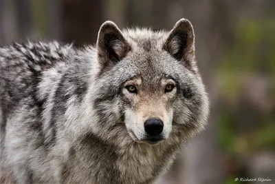 В Визинге создали ТОС \"Волчица\" для борьбы с волчьим террором | Комиинформ