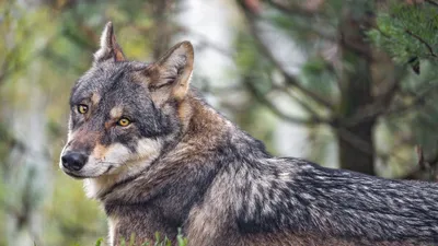 Видео: Благородная волчица спасла школьника от стаи волков