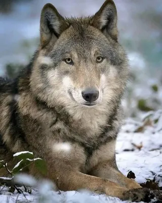 Скачать 1920x1080 волчица, волк, хищник, дикая природа, трава обои,  картинки full hd, hdtv, fhd, 1080p