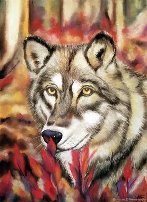 Одинокая волчица - красивые фото