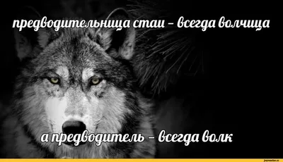 Опасная волчица.A dangerous she-wolf. Stock Photo | Adobe Stock