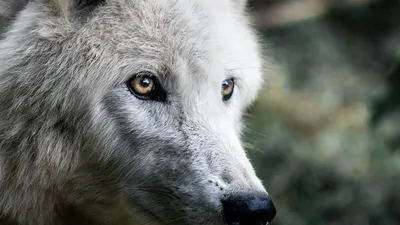 Белая волчица - картинки и фото poknok.art