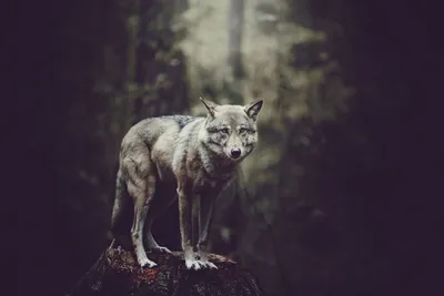 Волчица. Фотограф Anna Yarkova
