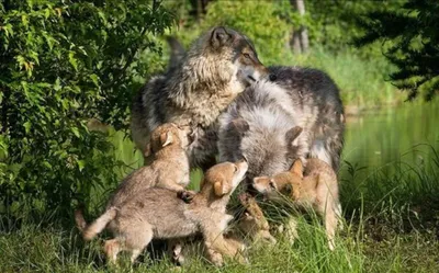 Волчица с тремя волчатами - красивые фото
